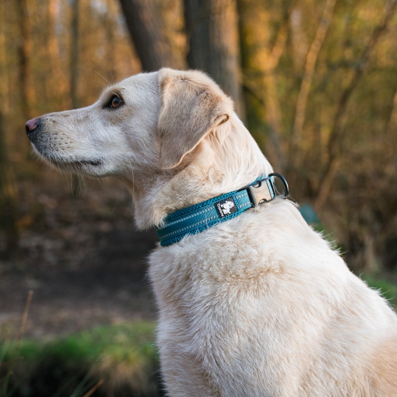 Leine, Halsband, Geschirr, Hundemantel