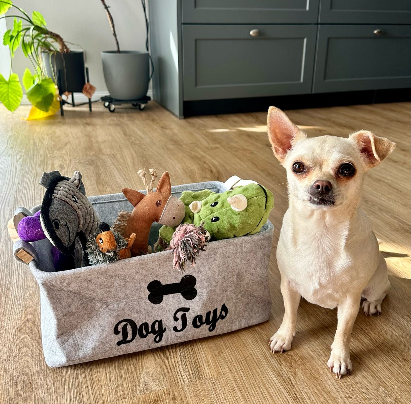 Dogs Toy Box - Spielraum