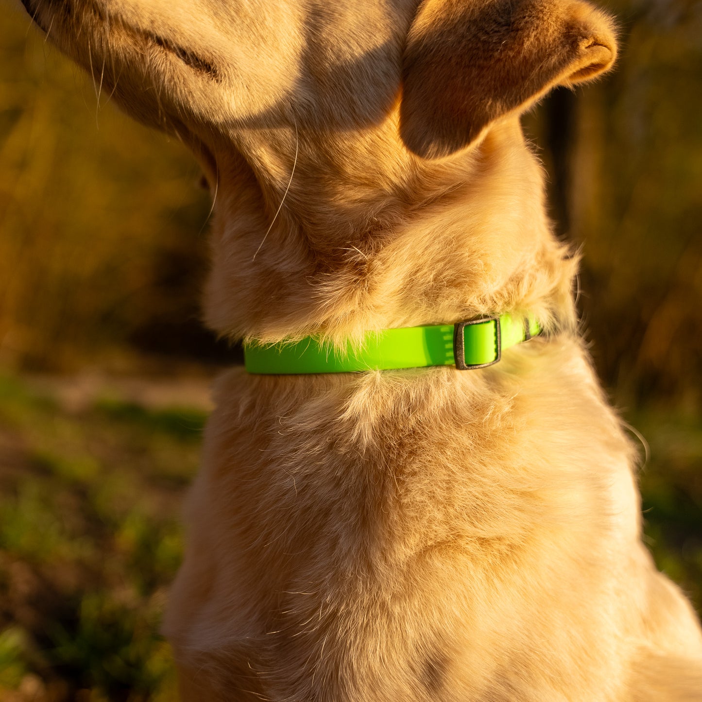Wasserfestes Hundehalsband - Colorful