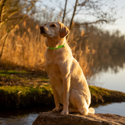 Wasserfestes Hundehalsband - Colorful