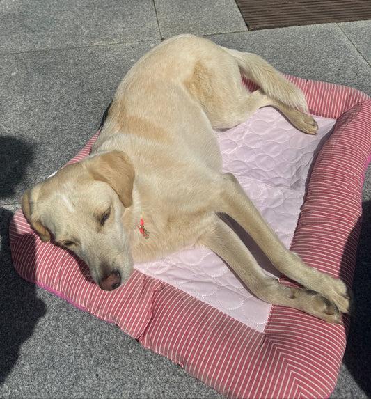 Cooling Bett - Summertime