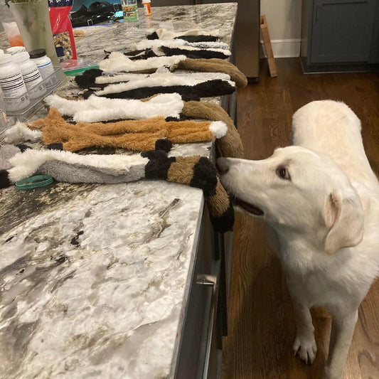 KnabberKumpel - das ideale Quietschefell